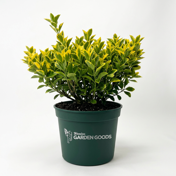 A potted variegated boxwood hedge with green and yellow leaves, in a dark green plastic pot with the 'Woodies Garden Goods' logo, on a white background.
