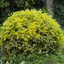 Golden Euonymus shrub pruned into a rounded shape