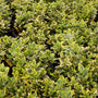 Close-up of Golden Euonymus in one-gallon pots