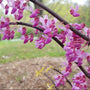 Small-space redbud tree with spring pink blooms, and cascading branches