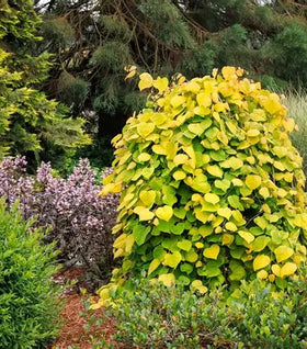 Golden Falls® Redbud Tree