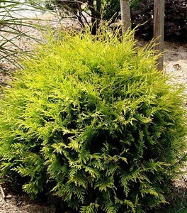 Golden Globe Arborvitae