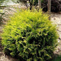 Golden Globe Arborvitae shrub with green and yellow foliage