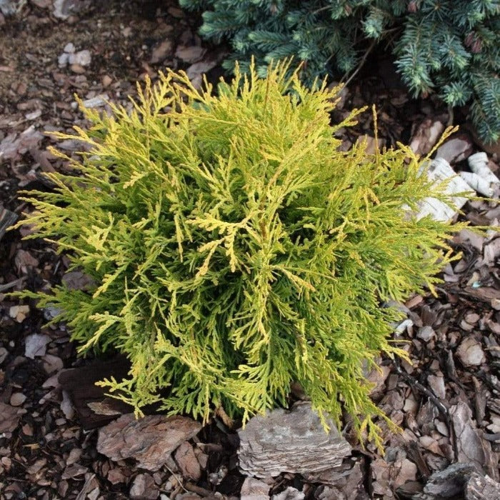 Buy Golden Globe Arborvitae Online | Garden Goods Direct