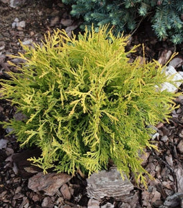 Golden Globe Arborvitae
