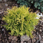 Close up of a Golden Globe Arborvitae with green and orange leaves