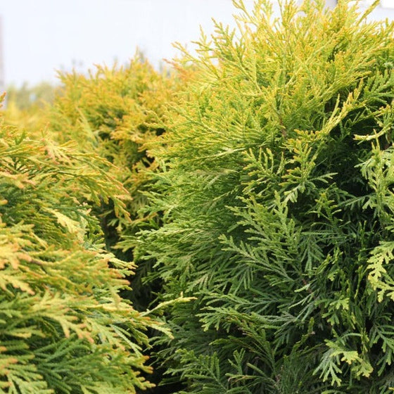 Buy Golden Globe Arborvitae Online | Garden Goods Direct