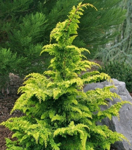 Golden Hinoki Cypress