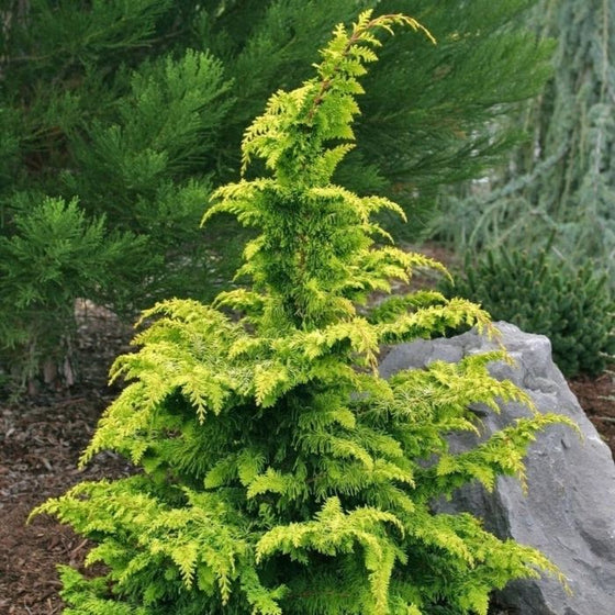 Golden Hinoki Cypress for Sale | Garden Goods Direct