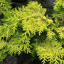 dwarf golden hinoki cypress shrubs