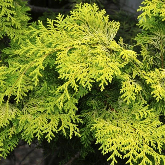dwarf golden hinoki cypress shrubs