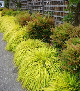 Golden Japanese Forest Grass