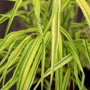close up of golden perennial grass