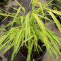 vibrant perennial grass