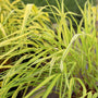 japanese forest grass with bright yellow green long foliage
