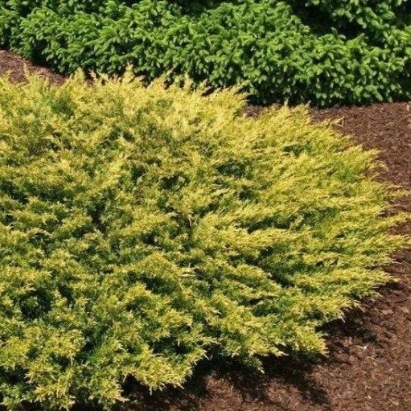 Buy Golden Pacific Shore Juniper Online | Garden Goods Direct