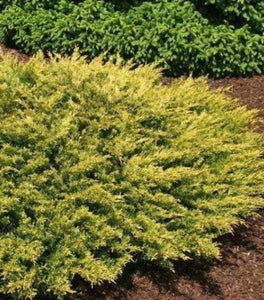 Golden Pacific Juniper