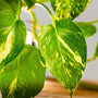golden pothos plant has green and yellow leaves that are pointed at the end