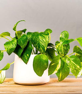 Golden Pothos