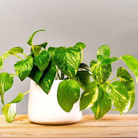 golden pothos in hindi Pothos 'Golden' 8" Pot / Nursery Pot