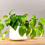 glossy leaves of the golden pothos are bright green with splashes of yellow