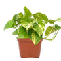 Golden Pothos houseplant 