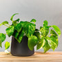 Golden Pothos houseplant in matte black pot