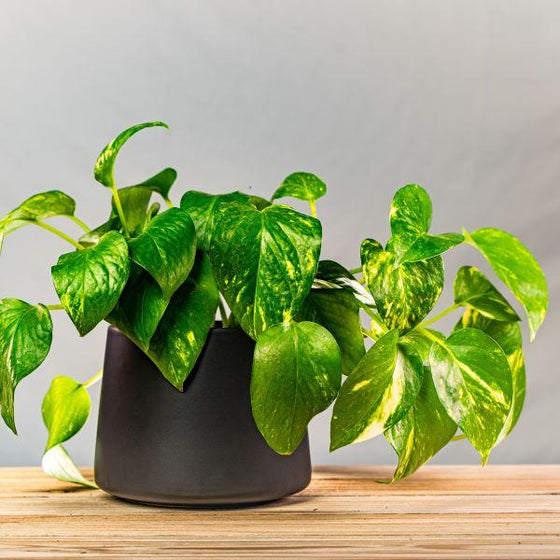 Golden Pothos houseplant in matte black pot