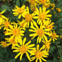 Close-up of Golden Ragwort golden-yellow spring flowers above heart-shaped green leaves