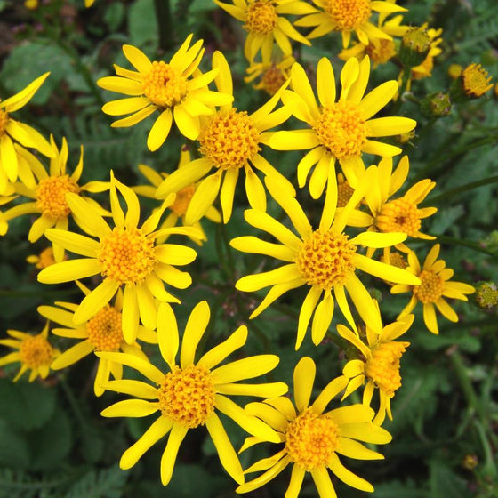 Close-up of Golden Ragwort golden-yellow spring flowers above heart-shaped green leaves