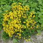 Packera aurea growing as a native shade groundcover beneath trees in a woodland garden