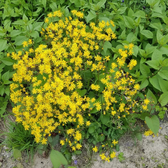 Packera aurea growing as a native shade groundcover beneath trees in a woodland garden