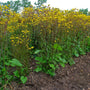 Golden Ragwort naturalizing in a rain garden with bright yellow early spring blooms