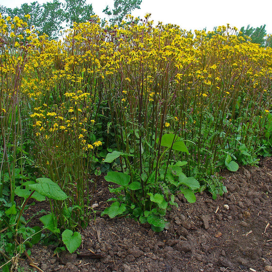 Golden Ragwort naturalizing in a rain garden with bright yellow early spring blooms