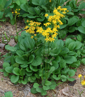 Golden Ragwort