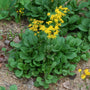 Golden Ragwort Packera aurea blooming with yellow daisy-like flowers above green groundcover foliage in a moist shade garden