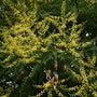 branches of golden rain tree with lots of yellow flowers