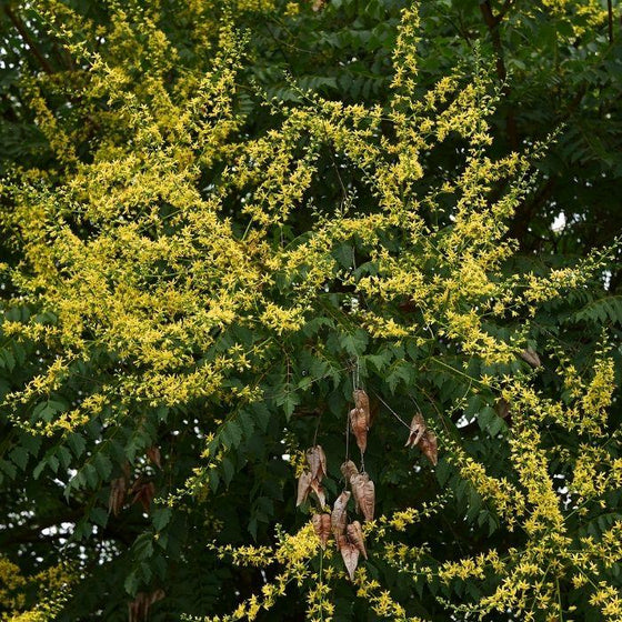 branches of golden rain tree with lots of yellow flowers