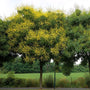 Neat and rounded canopy of flowering tree with yellow flowers golden rain