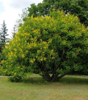 Golden Rain Tree