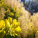 Golden Spirit Smoke Tree produces soft cream blooms