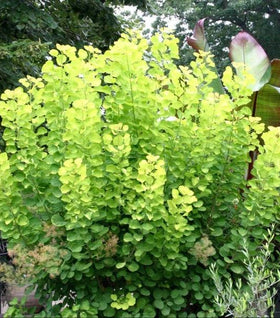 Golden Spirit Smoke Tree