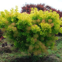 Golden Spirit Smoke Tree in the fall with creamy orange plume