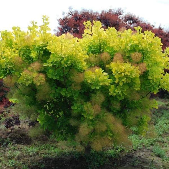 Golden Spirit Smoke Tree in the fall with creamy orange plume
