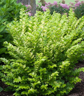 Golden Ticket Privet