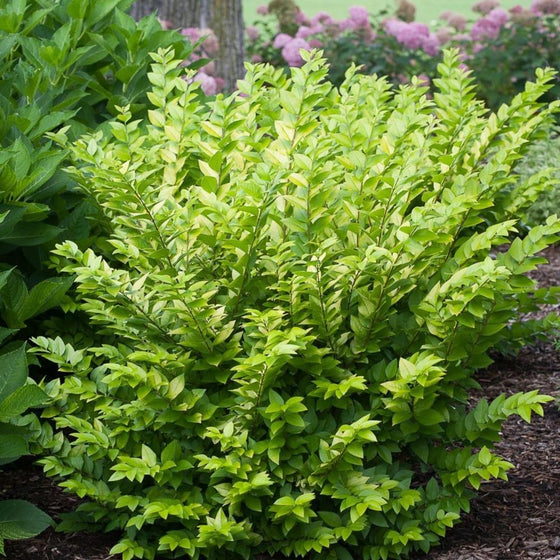 Golden Ticket Privet shrub with light green leaves and long stems