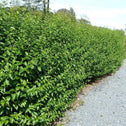 Ligustrum Golden Ticket privacy hedge with dense evergreen foliage