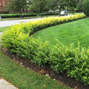 Golden Ticket Privet evergreen shrubs used as a privacy hedge in front yard