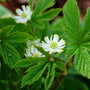 Close-up of goldenseal spring flower, small greenish-white bloom with fine white stamens above fresh woodland foliage.