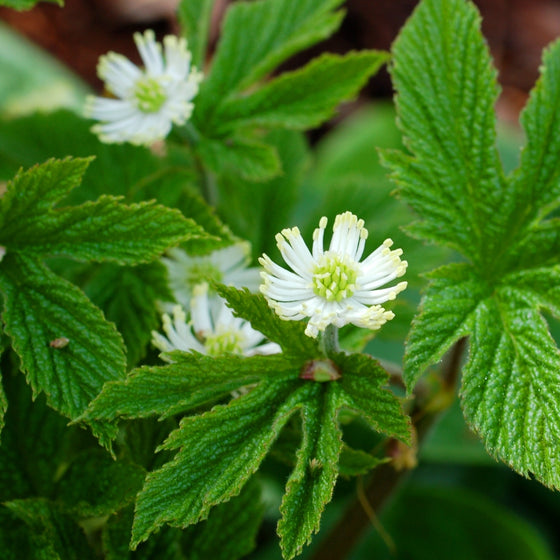 Close-up of goldenseal spring flower, small greenish-white bloom with fine white stamens above fresh woodland foliage.